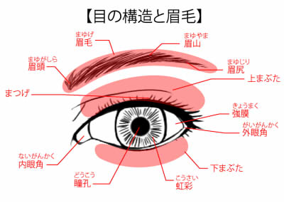 目の構造と眉毛
