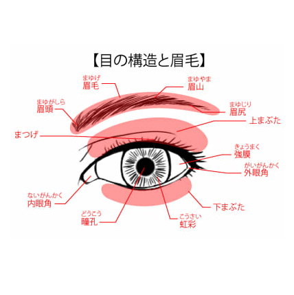 キャラクターの目の構造と描き方 フリーランスデザイナーshimaのライフブログ