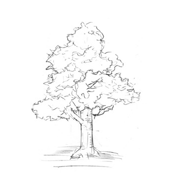 木と草の描き方 フリーランスデザイナーshimaのライフブログ
