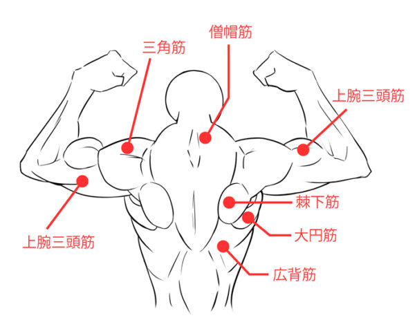 背中側の筋肉を学ぼう フリーランスデザイナーshimaのライフブログ