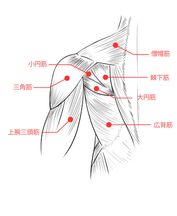 筋肉を覚える方法 フリーランスデザイナーshimaのライフブログ